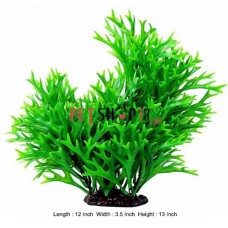 Ranunclus Papulantus Jungle Plant